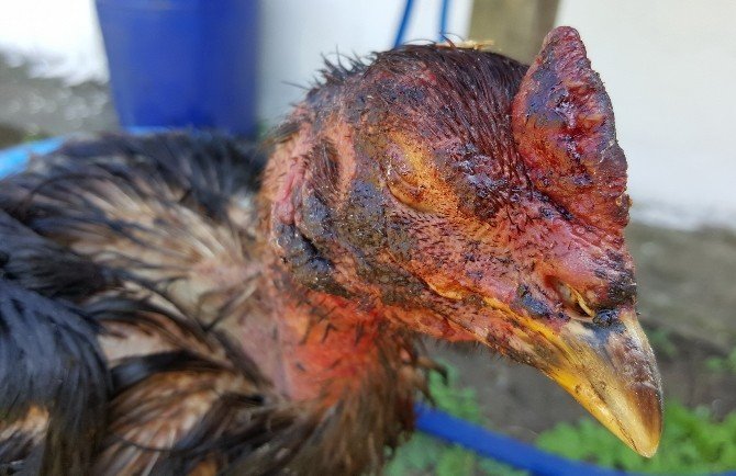 Horoz Dövüştürenlere Rekor Ceza