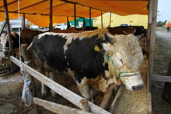 Kurban Pazarının Gözdesi Deve Ve Vezir İsimli 1 Tonluk Boğa