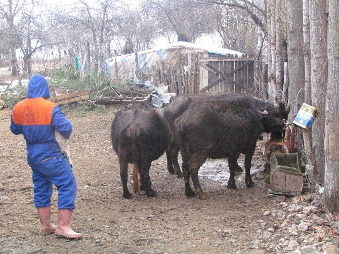 Manda Sütüne Rağbet Artıyor