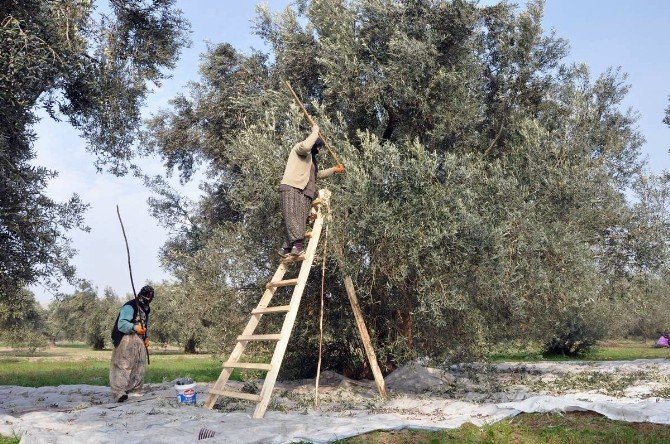 Zeytinyağında Bu Yıl Rekolte Düşük Fiyatlar Yüksek