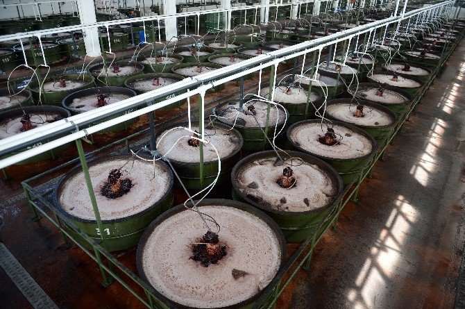 Marmarabirlik Saniyede 1160 Gram Ürün Satıyor