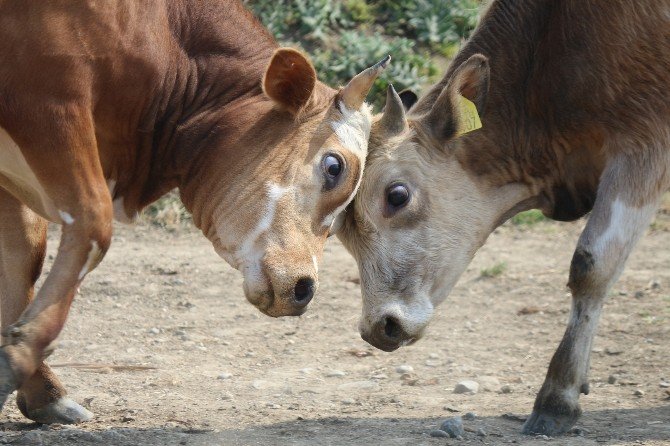 Gümüşova: “Şap, İnsanlar İçin Ciddi Bir Sorun Değil”