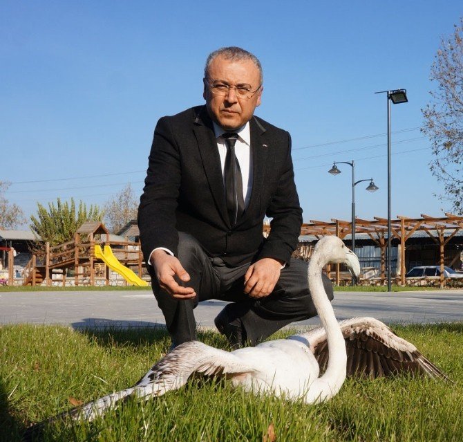 Yolunu Şaşıran Flamingo İlgi Odağı Oldu