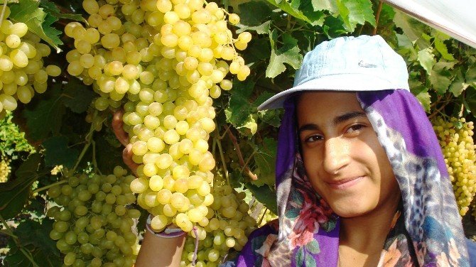 Sultaniye Üzümlerinin Yüzde 65’i İhraç Ediliyor