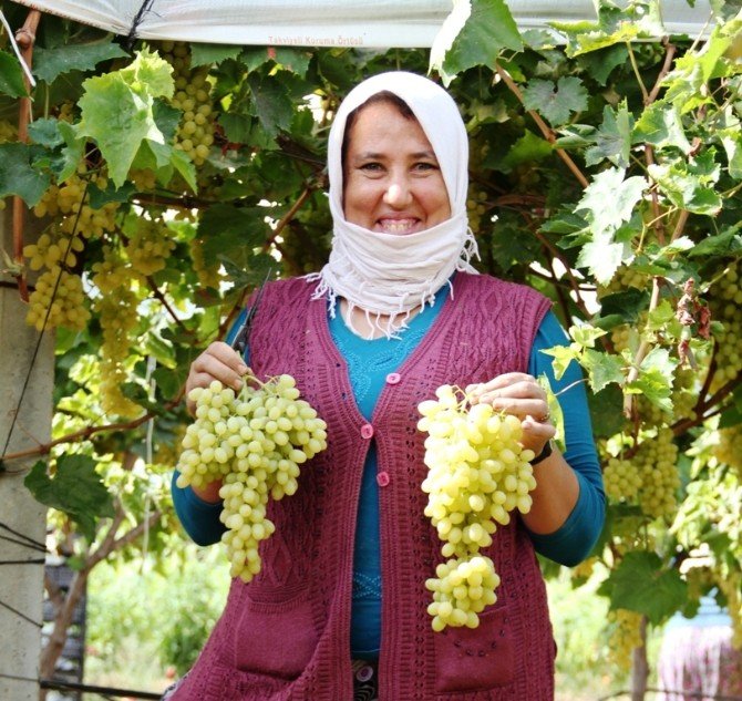 Sarıgöllü Üzüm Üreticileri Çifte Bayram Yaşıyor