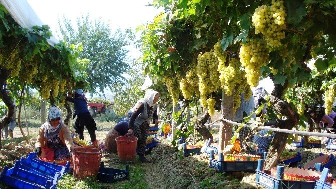 Sultaniye Üzümlerinin Yüzde 65’i İhraç Ediliyor