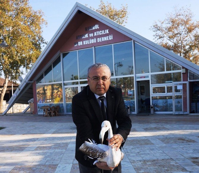 Yolunu Şaşıran Flamingo İlgi Odağı Oldu