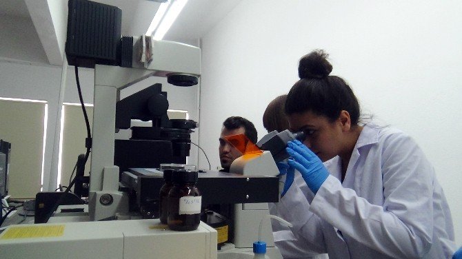 Sdü’de Üretilen Nanomotorlarla Kanser Tedavi Edilecek