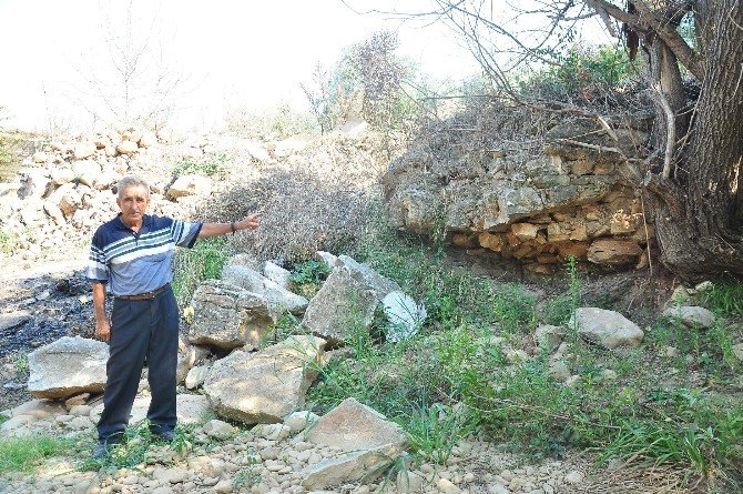 Zeytin Ağaçlarına Sarılarak "Kesmeyin, Onlar Benim Çocuklarım" Dedi
