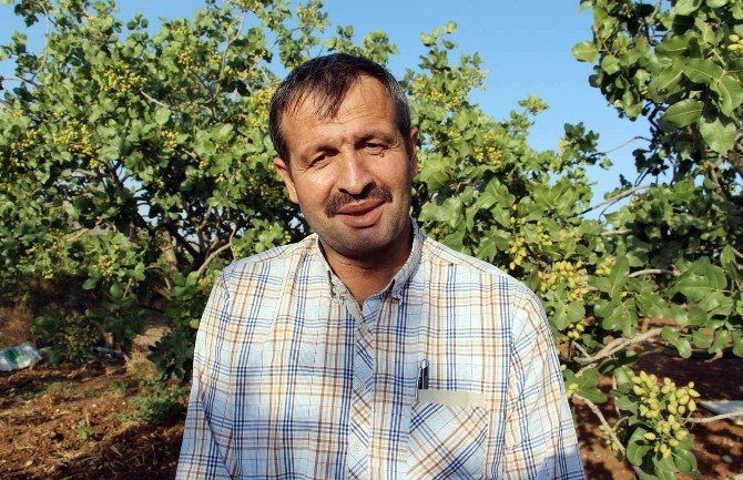 Terör Olayları Siirt’ten Çin’e Fıstık İhracatını Etkiledi
