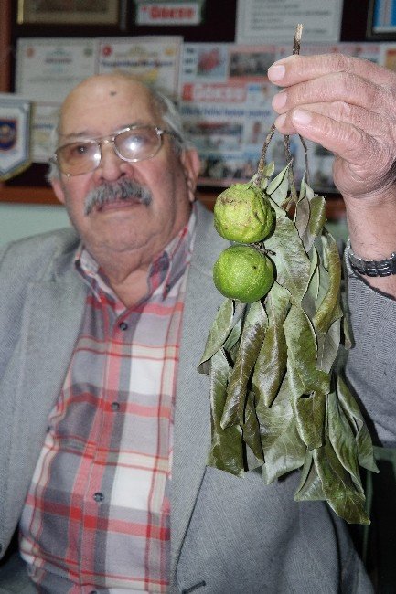 Silifke’de Çikolata Yetişecek