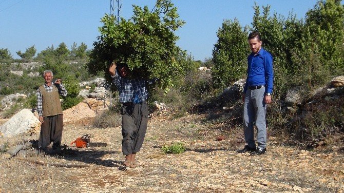 Mersin’den Amerika Ve Çin’e ’Yeşil Altın’ İhracatı