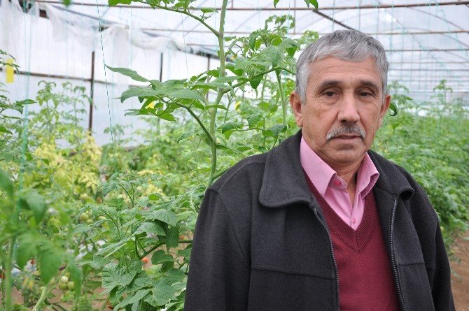 Simav’daki Seralarda Topraksız Tarım Alanı 100 Dönüme Ulaştı