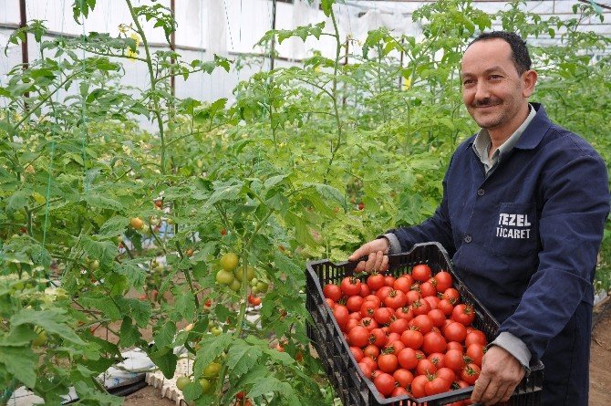 Simav’daki Seralarda Topraksız Tarım Alanı 100 Dönüme Ulaştı