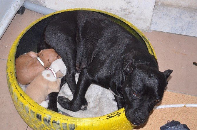 Köpekten İnsanlık Dersi