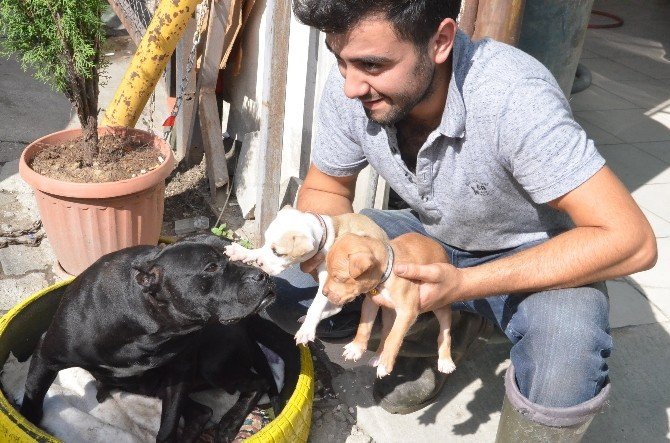 Köpekten İnsanlık Dersi