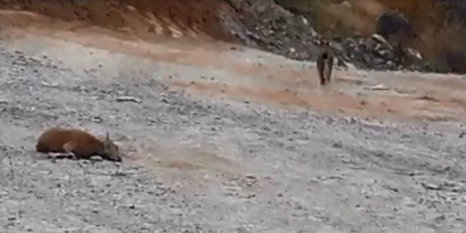 Sivas’ta Vaşağın Dağ Keçisine Saldırdığı An Görüntülendi