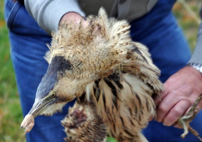 Üniversite Öğrencisi Nesli Tükenmekte Olan ‘Balaban’ Kuşu Buldu