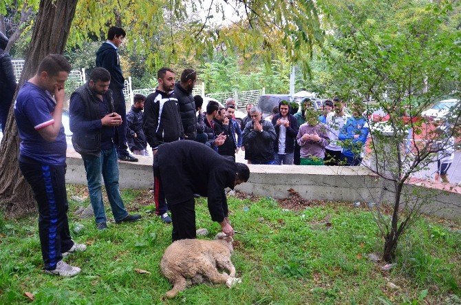 Taraftar Grubu Galibiyet İçin Kurban Kesti
