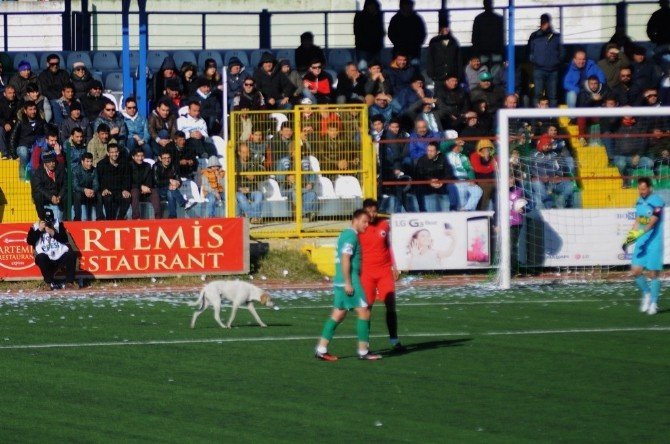 Futbolcu Sahaya Giren Köpeği Kucağında Dışarı Çıkardı