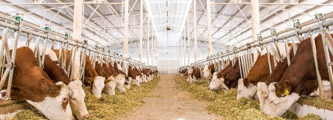 Yenişehirli Besicilere 6 Milyon Tl Süt Desteği