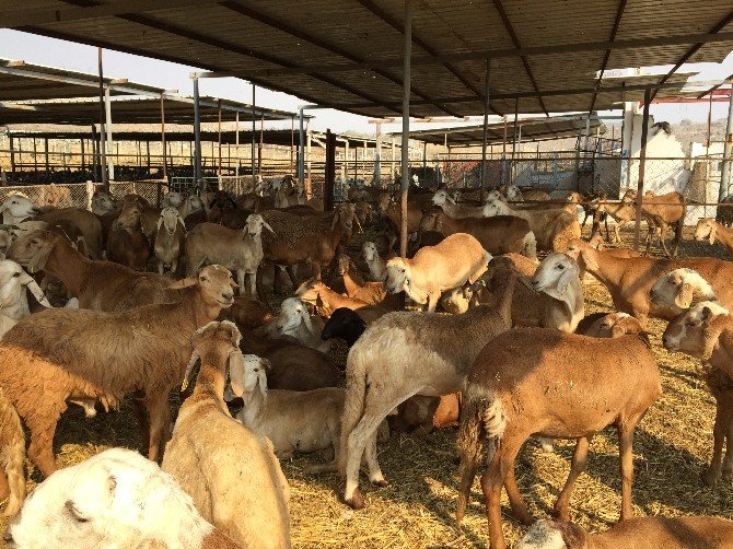 Suudi Arabistan’da Da Kurbanlıklar Pahalandı