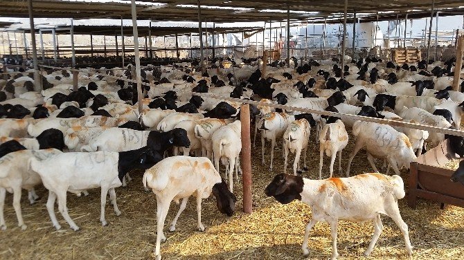Suudi Arabistan’da Da Kurbanlıklar Pahalandı