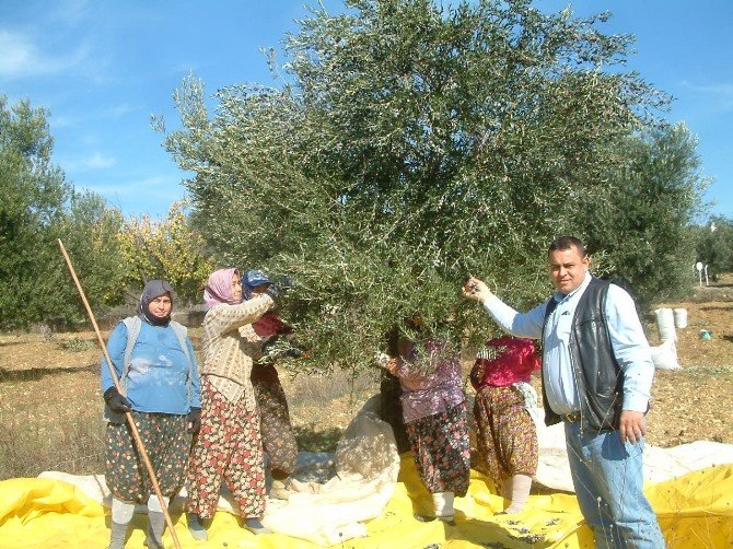 Zeytin Fiyatları Üreticiyi Sevindirdi