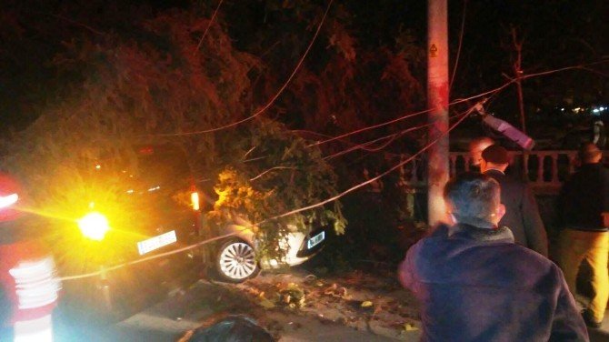 Sakarya’da Etkili Olan Rüzgar Tarihi Ağacı Devirdi