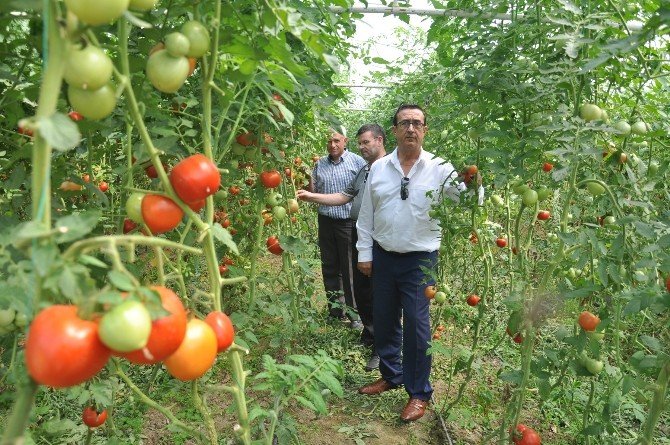 İnegöl’ün Geleceği Meyvecilik