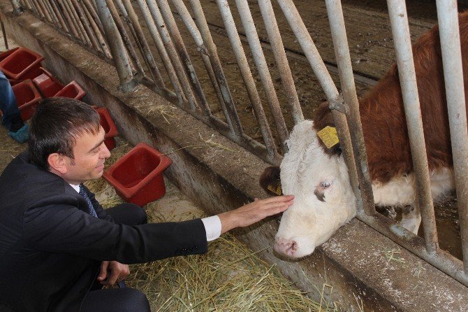 Trabzon Kendi Tereyağını Üretmek İçin Artık Dışarıdan Süt Almayacak