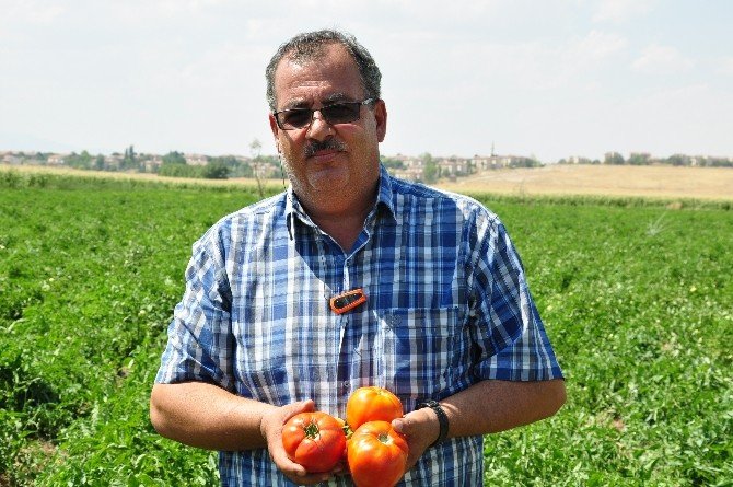 Domatesin Fiyatı Dip Yaptı