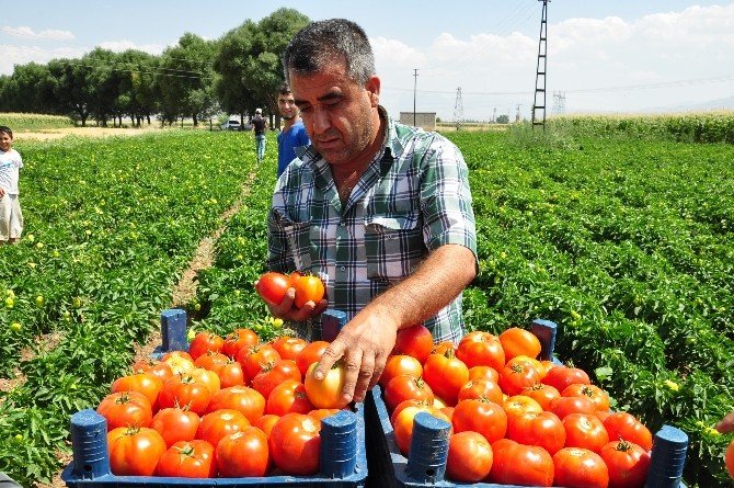 Domatesin Fiyatı Dip Yaptı