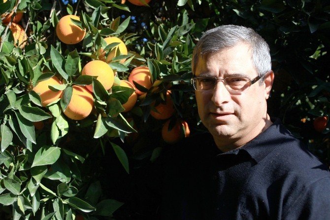 Rusya Mağduru Narenciye Üreticisi Destek İstiyor