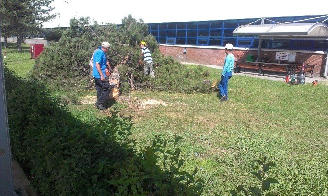 Tofaş Otomobil Fabrikası’nda Yeni Bant İçin Çam Ağaçları Kesildi