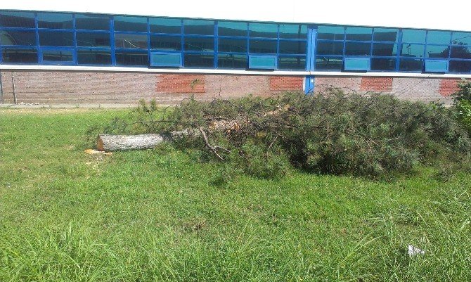 Tofaş Otomobil Fabrikası’nda Yeni Bant İçin Çam Ağaçları Kesildi