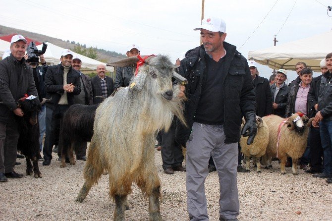 Tokat’ta 4. Tarım Ve Hayvancılık Fuarı