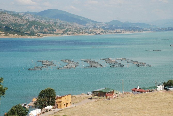 Almus, Alabalık Üretimiyle Adından Söz Ettiriyor