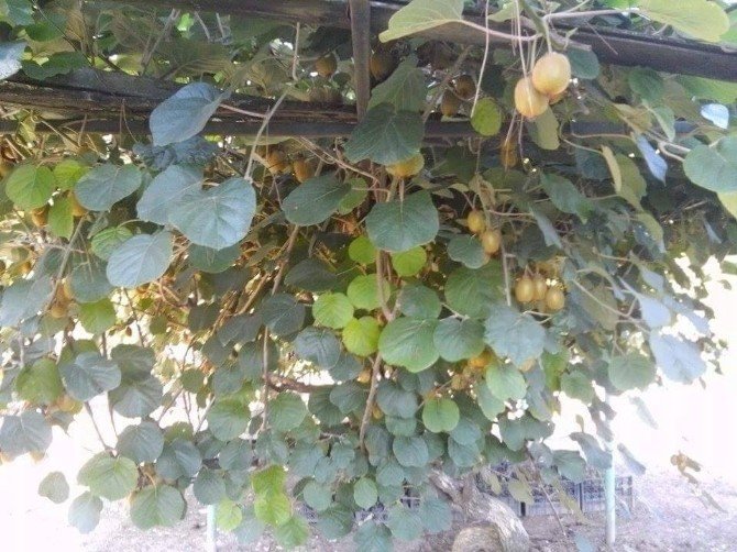Erbaa’da Kivi Üretimi