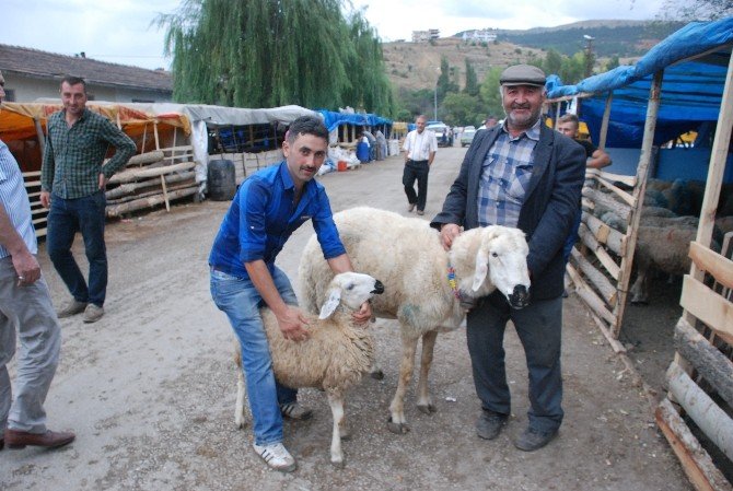 Tokat’ta 120 Kiloluk Koç Kesilmekten Kurtuldu