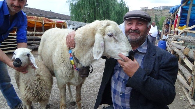 Tokat’ta 120 Kiloluk Koç Kesilmekten Kurtuldu