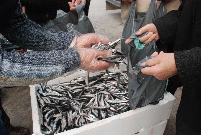 Tokat’ta 2 Ton Hamsi Ücretsiz Olarak Dağıtıldı