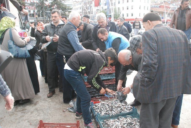 Tokat’ta 2 Ton Hamsi Ücretsiz Olarak Dağıtıldı
