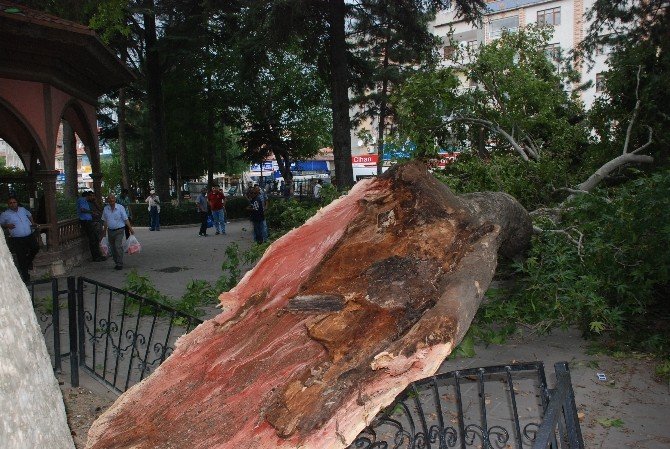 Tokat’ta Fırtınaya Dayanamayan Asırlık Çınar Ağacı Devrildi