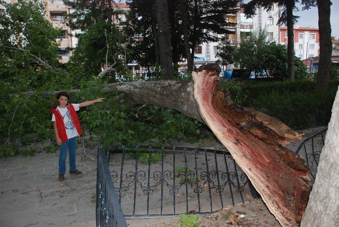 Tokat’ta Fırtınaya Dayanamayan Asırlık Çınar Ağacı Devrildi