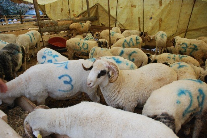Tokat’ta Küçükbaş Kurbanlığa Rağbet