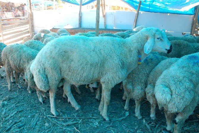 Tokat’ta 2 Bin 500 Tl’lik Koç