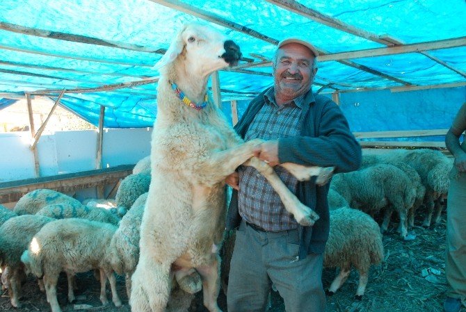 Tokat’ta 2 Bin 500 Tl’lik Koç