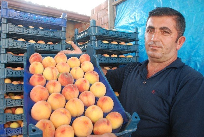 Terör, Şeftali Üreticisini De Vurdu