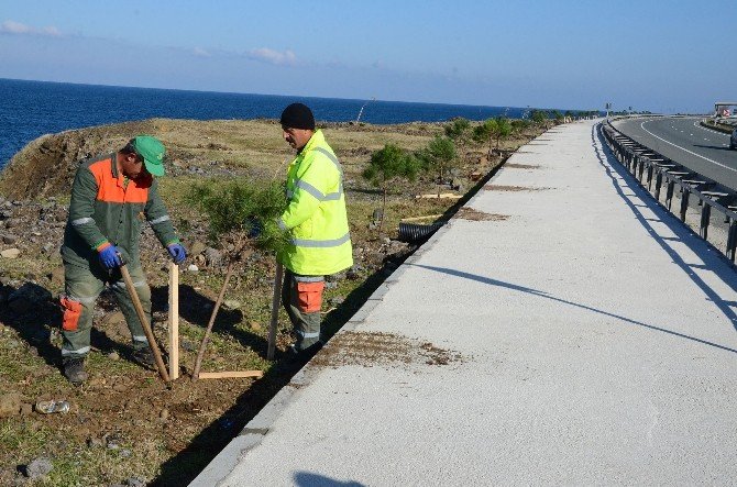 Trabzon’da Ağaçlandırma Seferberliği Başlatıldı